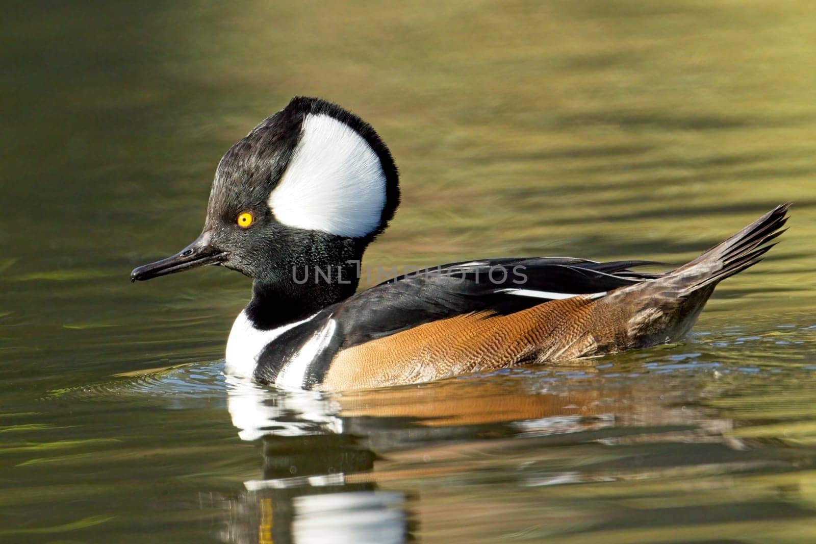 A fall photo of a beautiful male hooded merganser swims in the calm water and casts its reflection in Spokane, Washington.