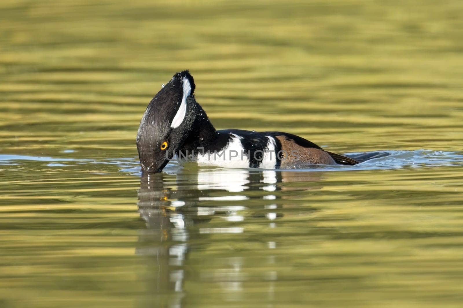 A hooded merganser prepares to dive under the water in Spokane, Washington.