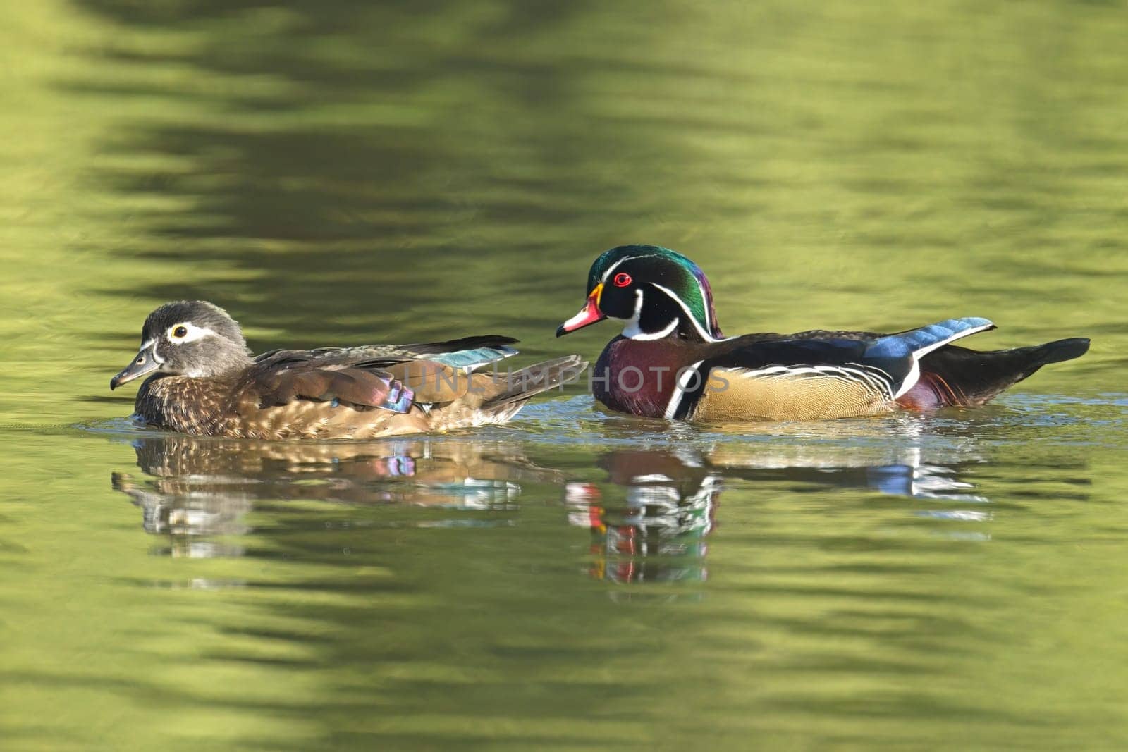 A pretty wood duck couple swims in the calm pond water in Spokane, Washington.