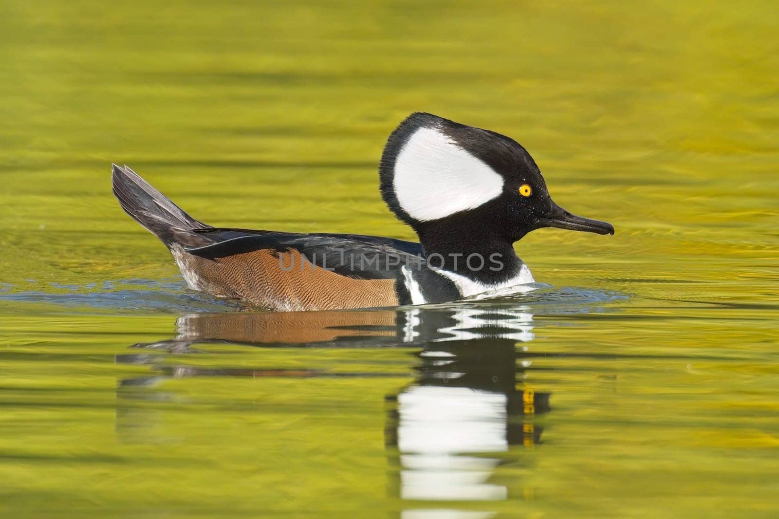 A fall photo of a beautiful male hooded merganser swims in the calm water and casts its reflection in Spokane, Washington.