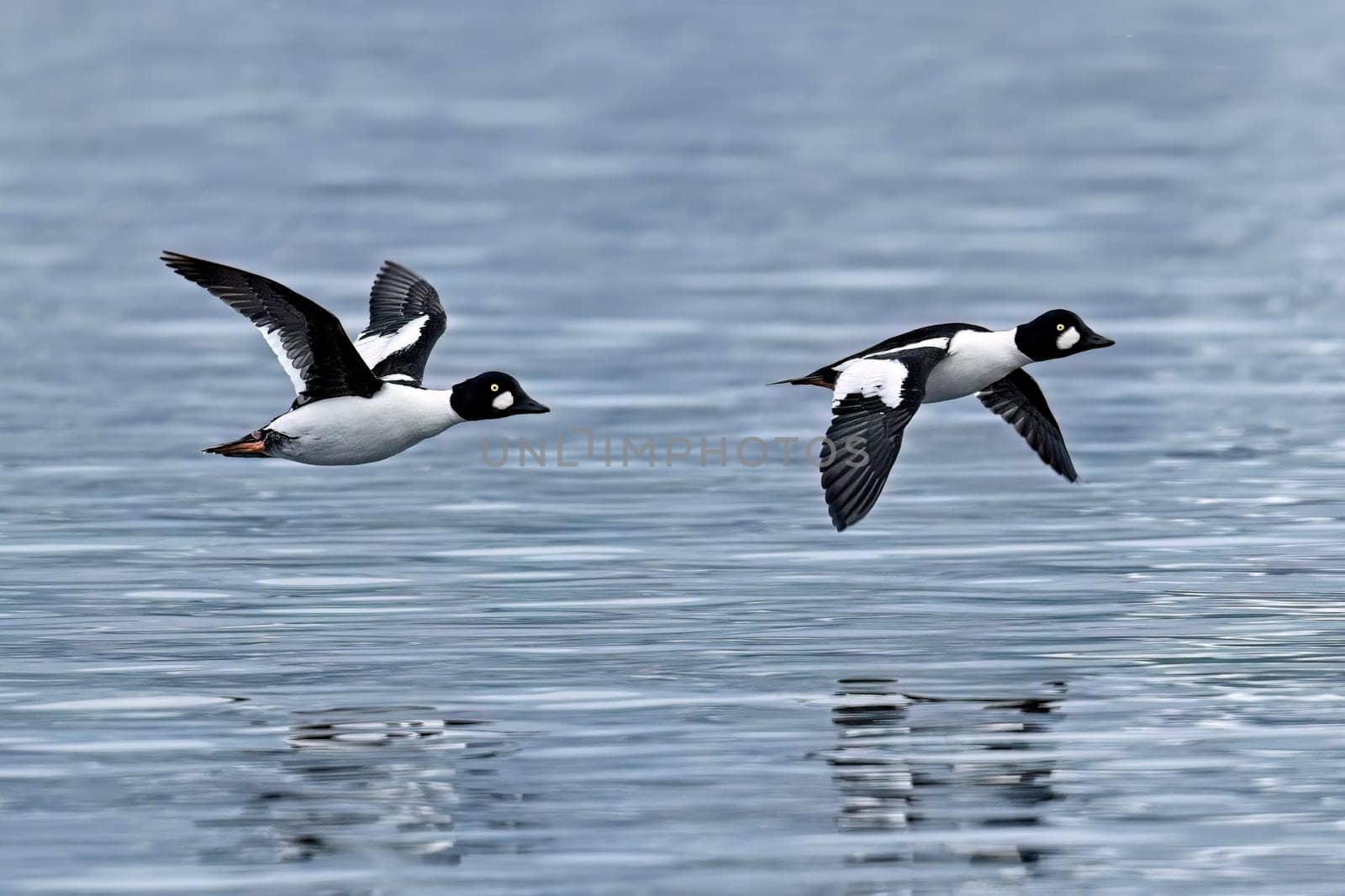 Two common goldeneye ducks fly low over he surface of the lake in north Idaho.