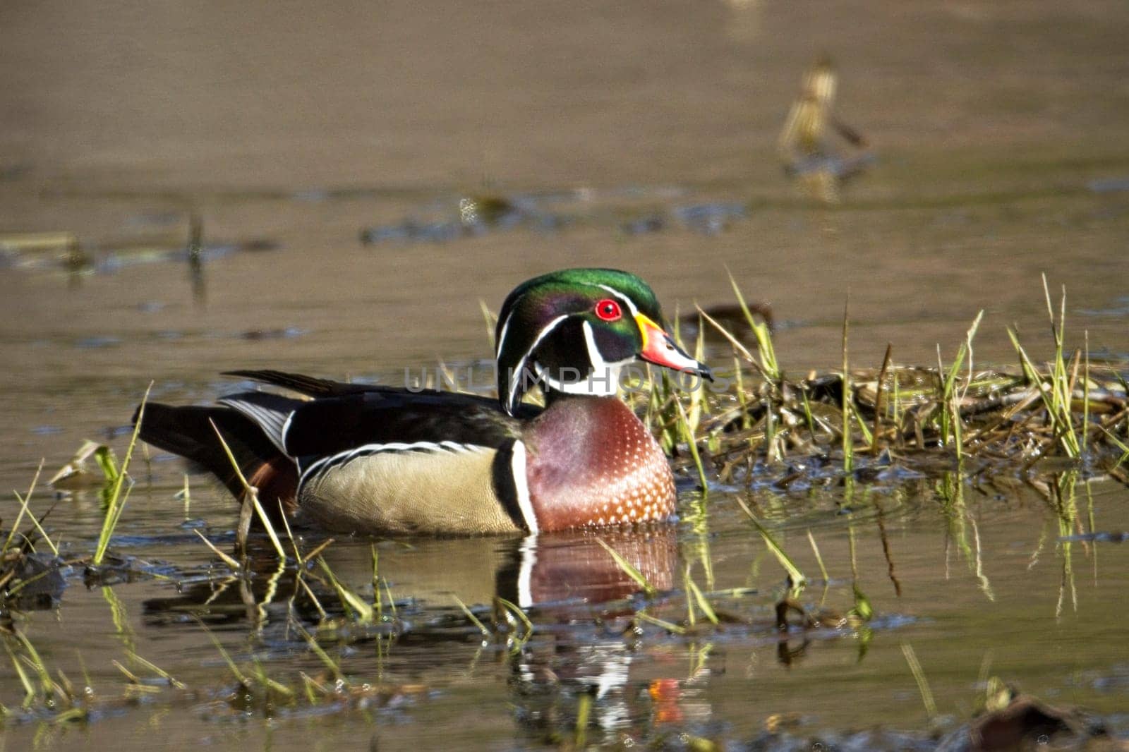 A colorful male wood duck swims in the wetlands in Hauser, Idaho