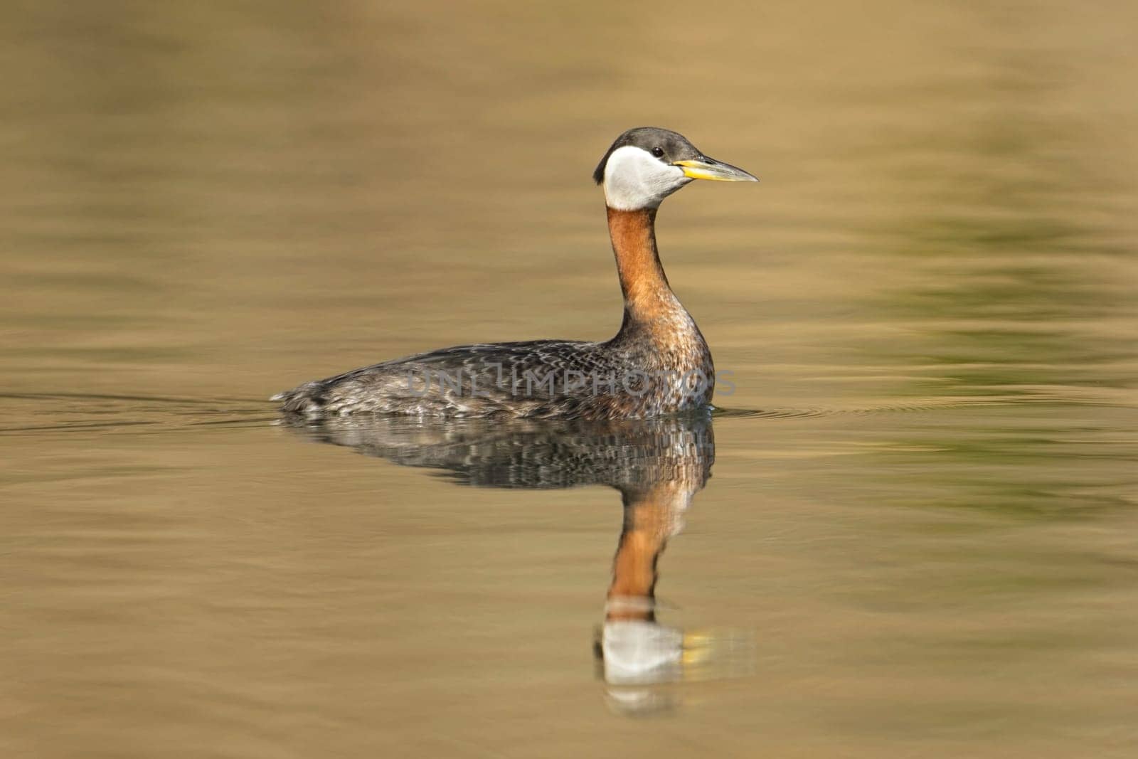 A pretty red-necked grebe swims in the calm reflective water of Fernan Lake in north Idaho.