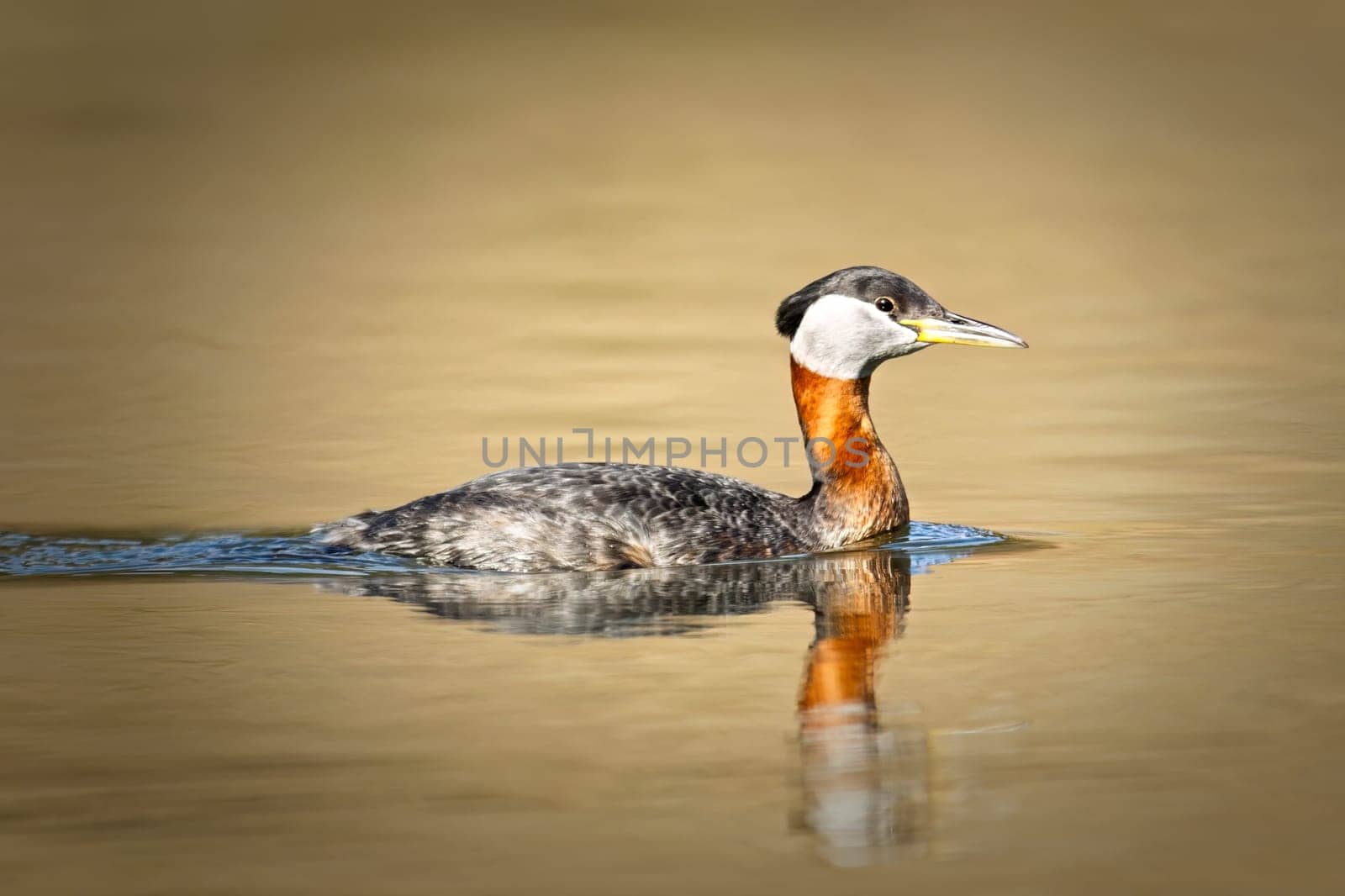 A pretty red-necked grebe swims in the calm reflective water of Fernan Lake in north Idaho.