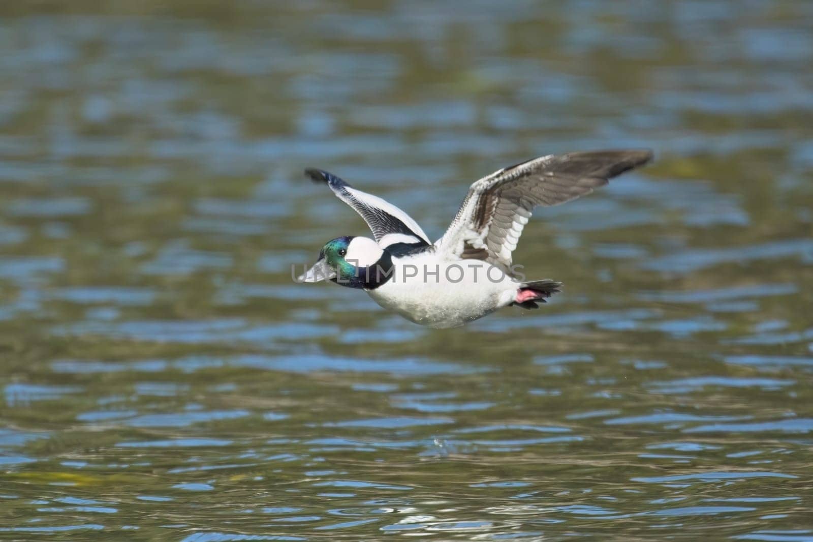 A male bufflehead duck flies low just above the water of Fernan Lake in north Idaho.