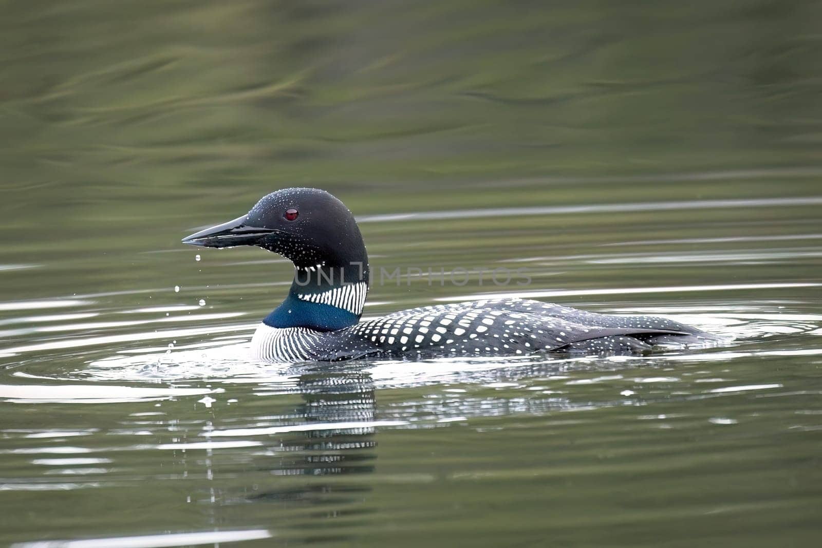A common loon has water dripping from its bill after diving in the Fernan Lake in Coeur d'Alene, Idaho.