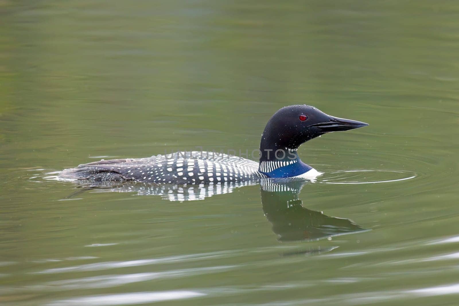 A close up side profile of a common loon swimming in Fernan Lake in Coeur d'Alene, Idaho.