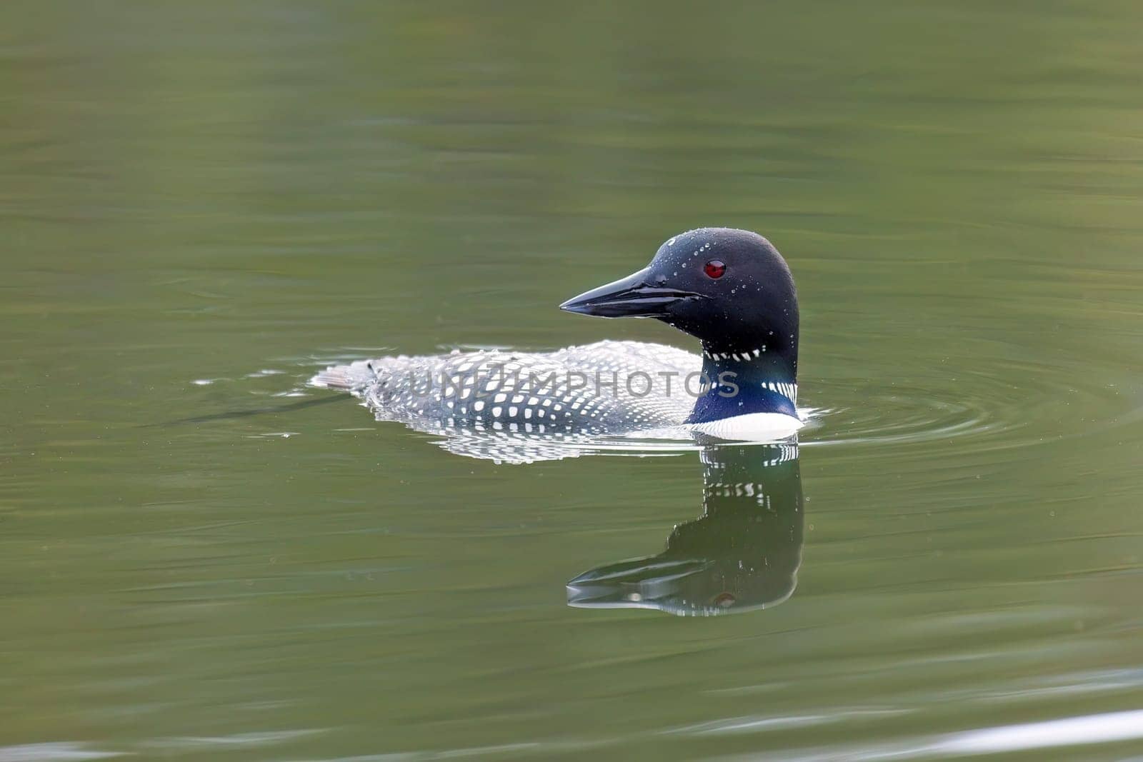 A common look swimming in Fernan Lake looks to the opposit side in Coeur d'Alene, Idaho.