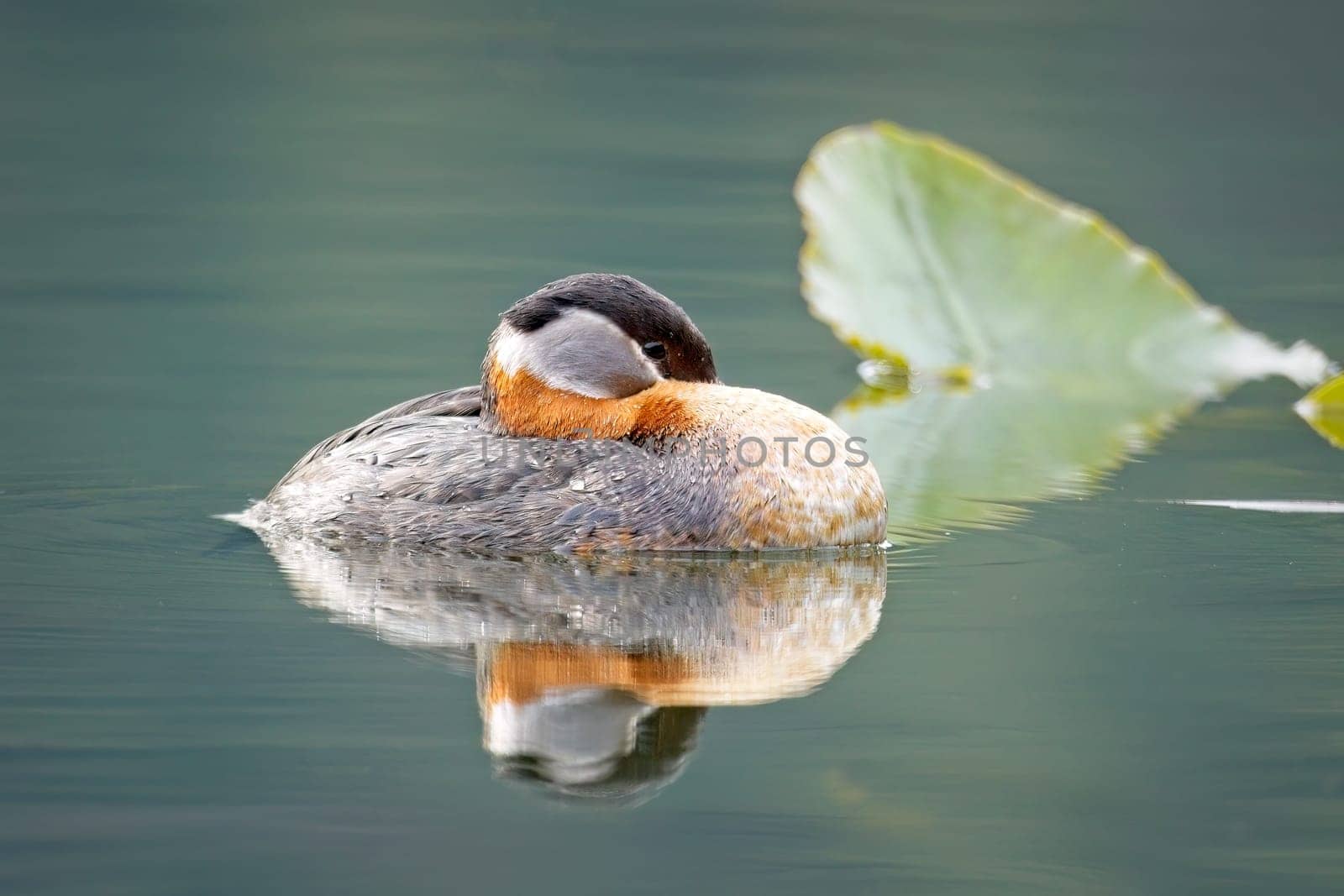 A pretty red-necked grebe rests among the lily pads and casts a relfection on the calm Fernan Lake in Coeur d'Alene, Idaho.