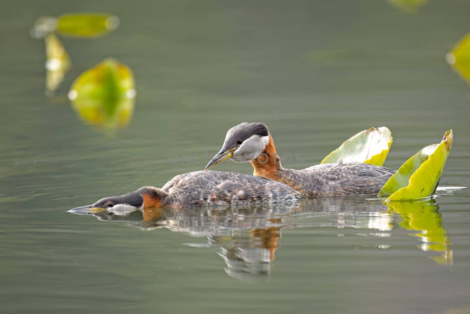 A red-necked grebe couple prepares to mate at Fernan Lake in north Idaho.