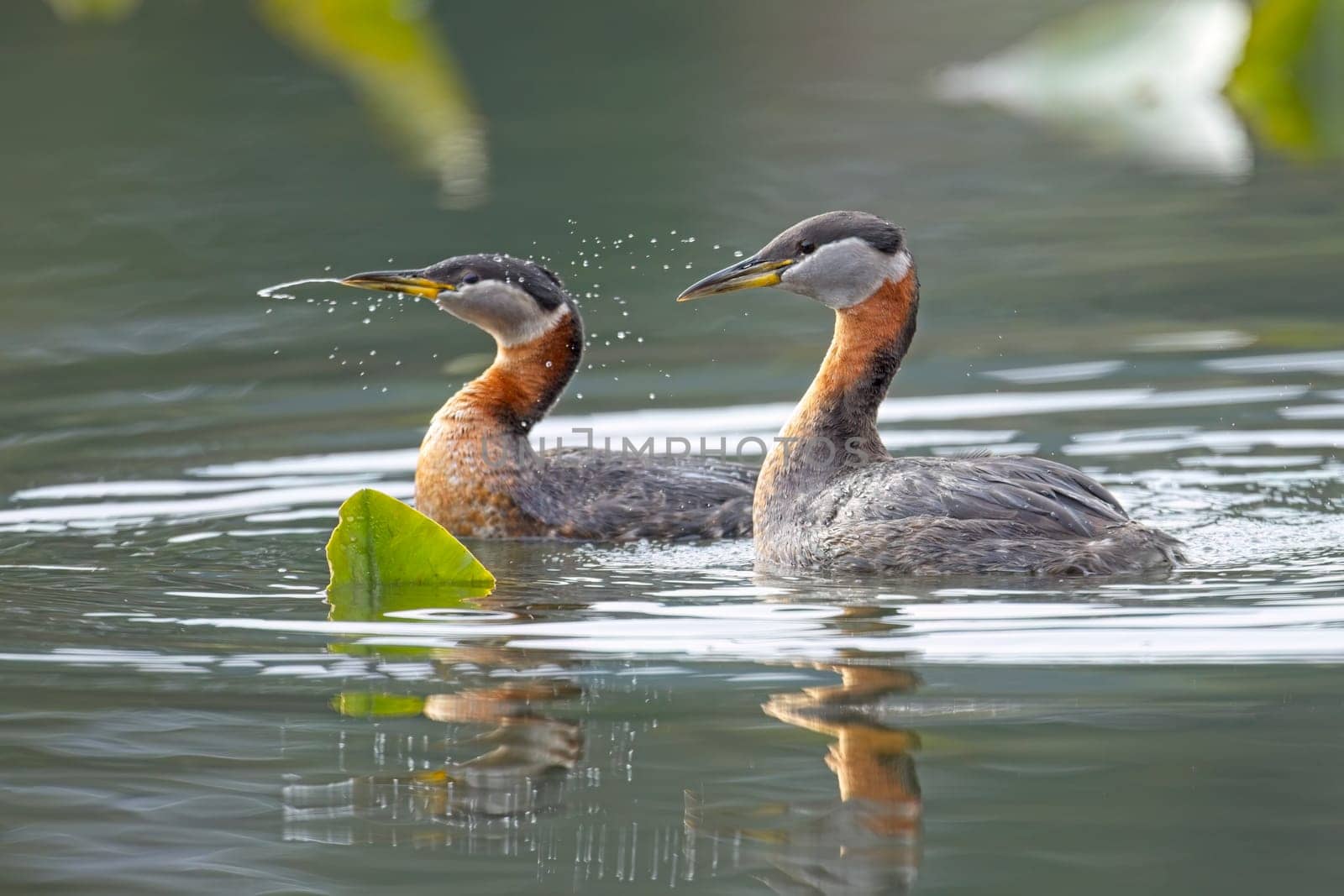 A grebe couple just finished mating and the female is shaking off the water in a lake in north Idaho.