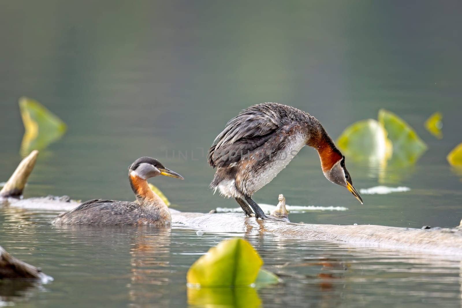 A red-necked grebe stands on a log at a lake in north Idaho preapring for the male to mate with her.