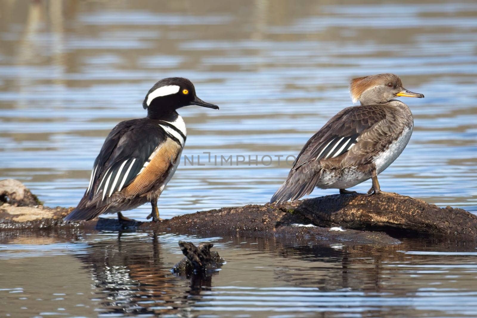 A hooded merganser couple perches on a log partly submerged in the posd in Hauser, Idaho.