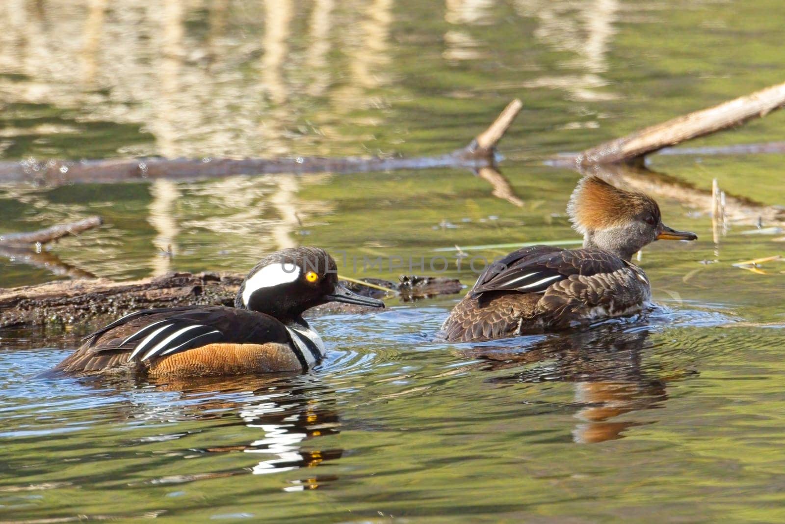 A beautiful hooded merganser couple swims in calm pond water near Hauser, Idaho.