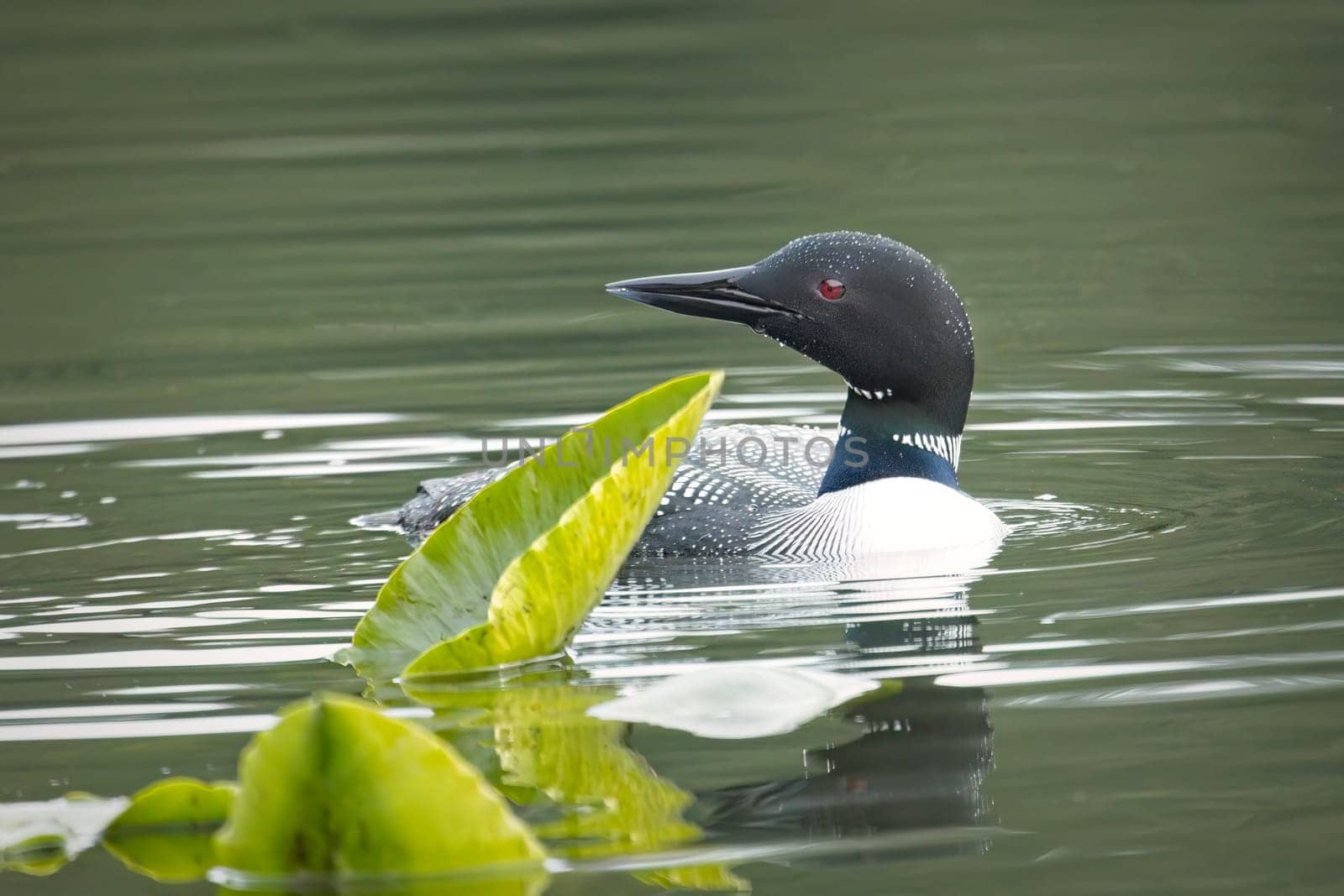 A common loon swims by a lily pad in Fernan Lake near Coeur d'Alene, Idaho.
