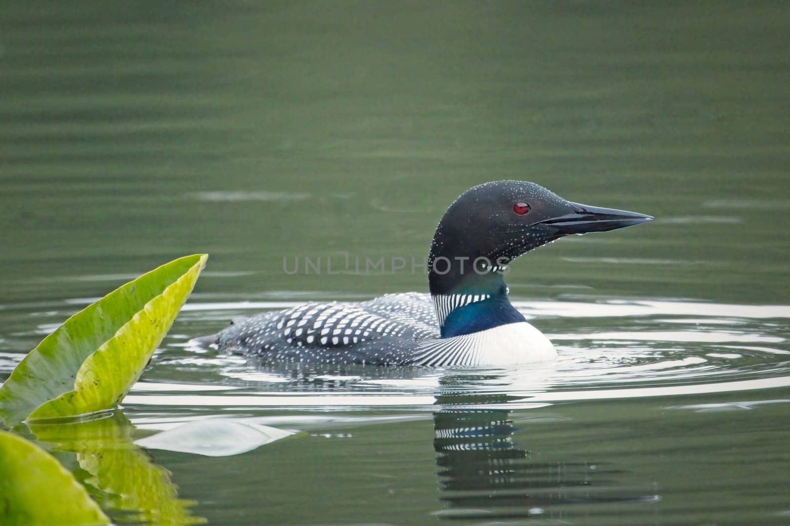 A common loon swims by a lily pad in Fernan Lake near Coeur d'Alene, Idaho.