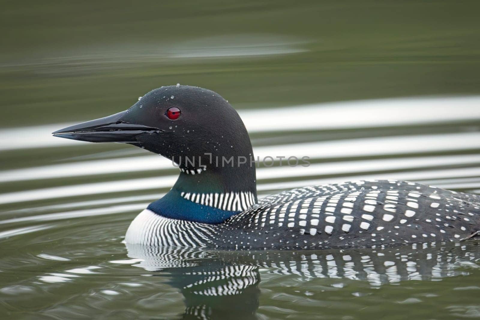 A close up side profile of a common loon swimming in Fernan Lake in Coeur d'Alene, Idaho.