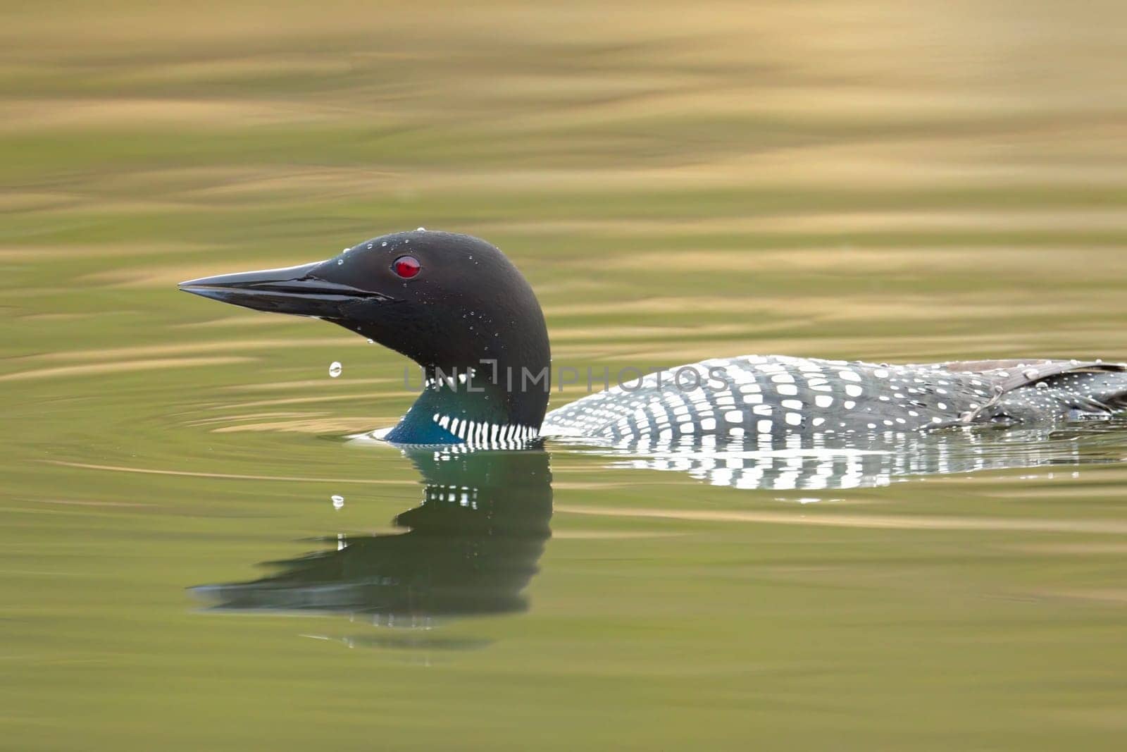 A common loon has a water drop from its bill after diving in the Fernan Lake in Coeur d'Alene, Idaho.