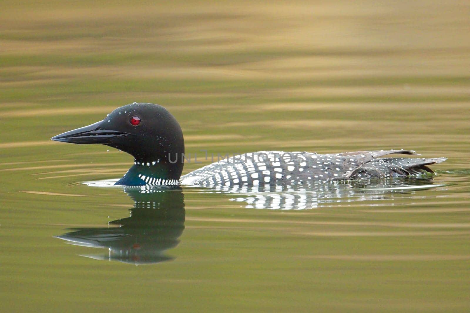 A close up side profile of a common loon casting a reflection while swimming in Fernan Lake in Coeur d'Alene, Idaho.