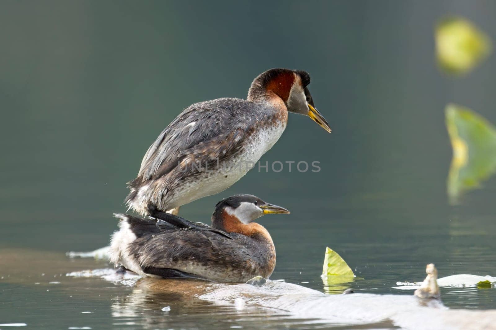 A red-necked grebe male and female mates with each other on a log in a lake in north Idaho.