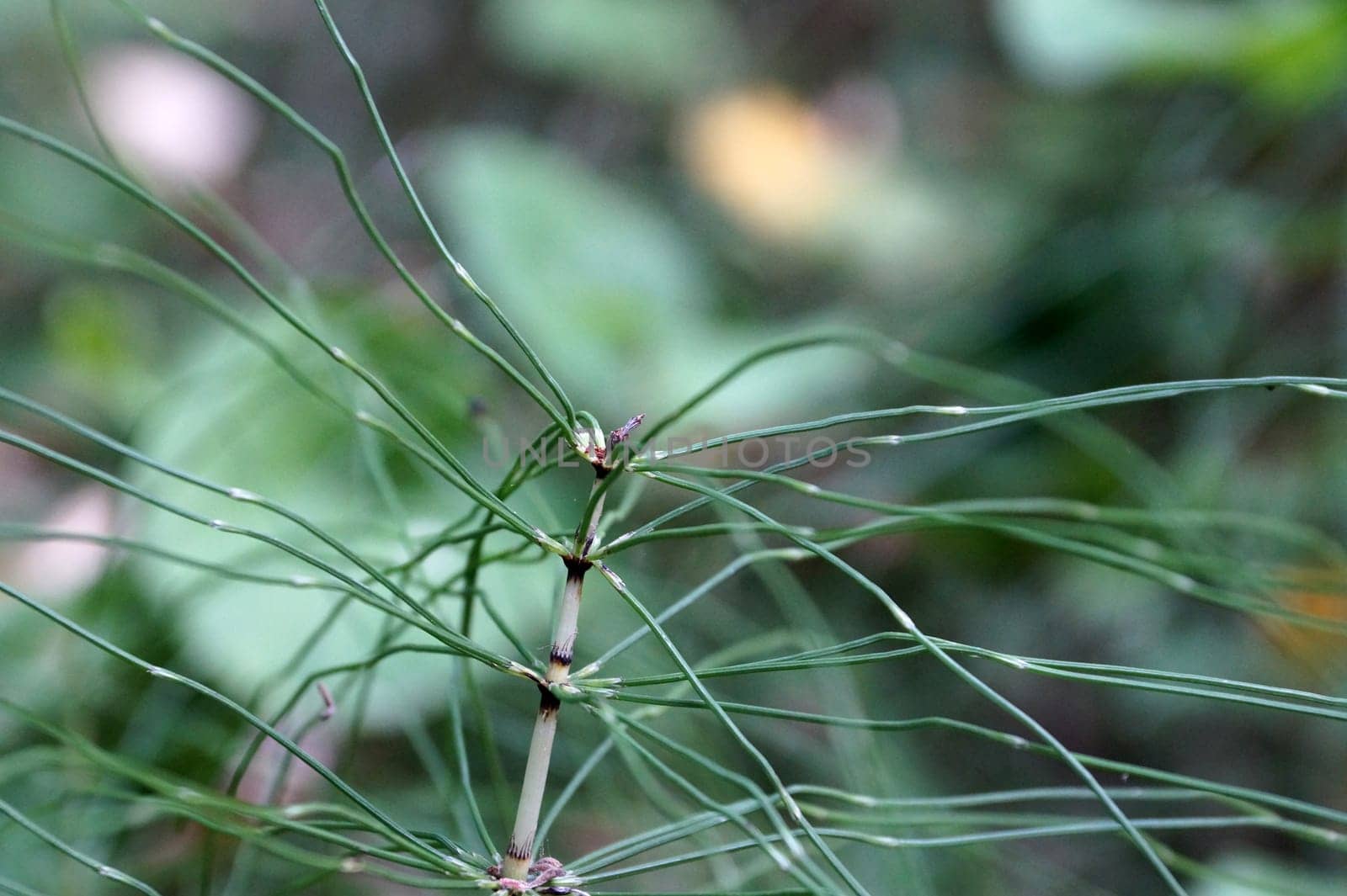 horsetail Equisetum close-up, macro photography.