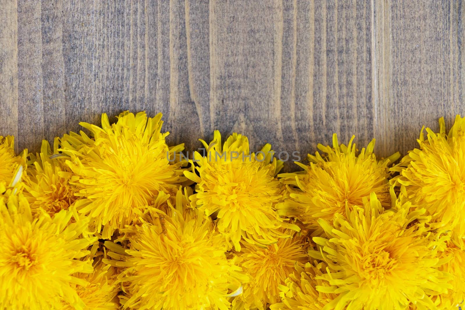 top view of yellow dandelions on wooden background. concept of the arrival of spring and summer, nature blossoming. copy space soft focus