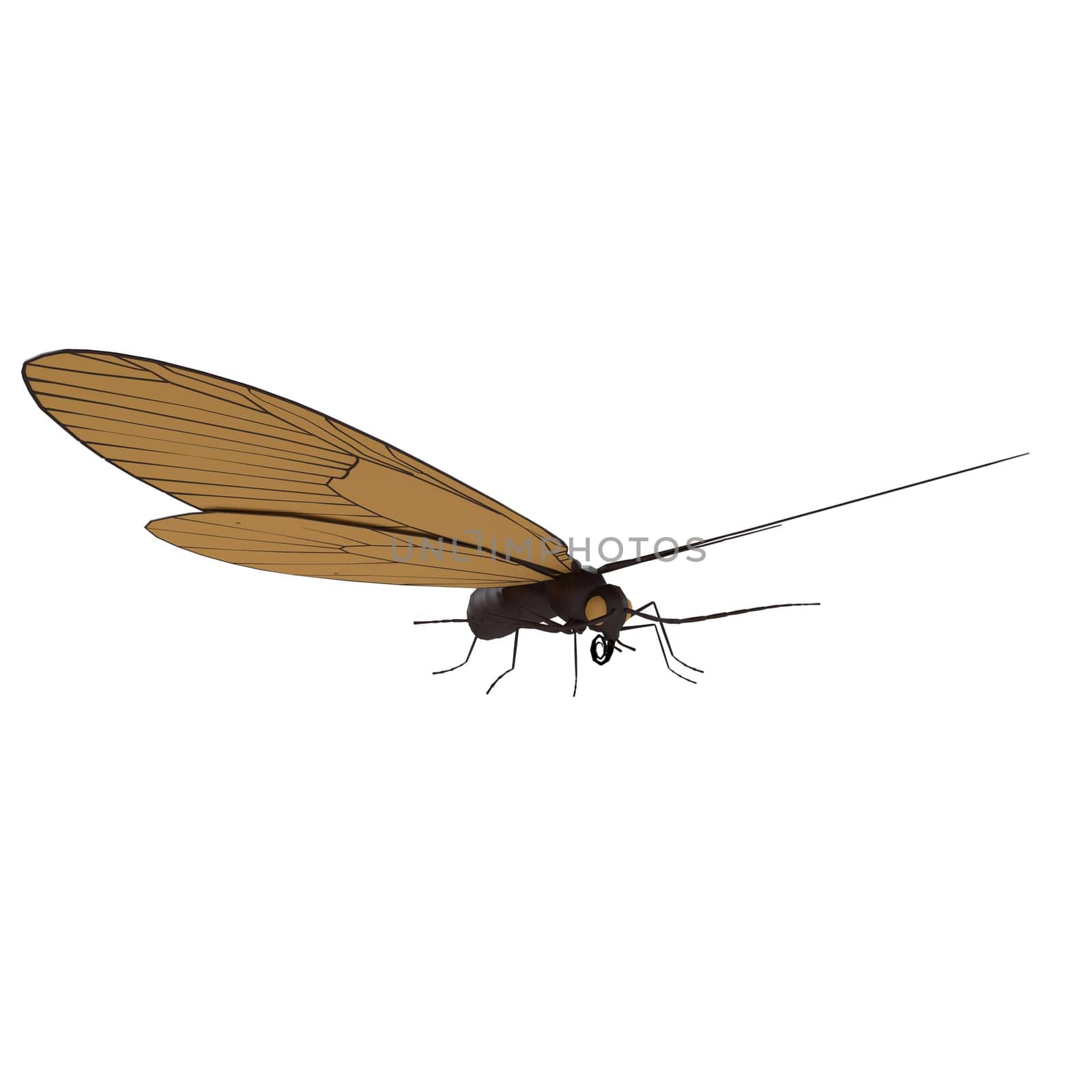 A brown and black insect with a long antennae and a black head
