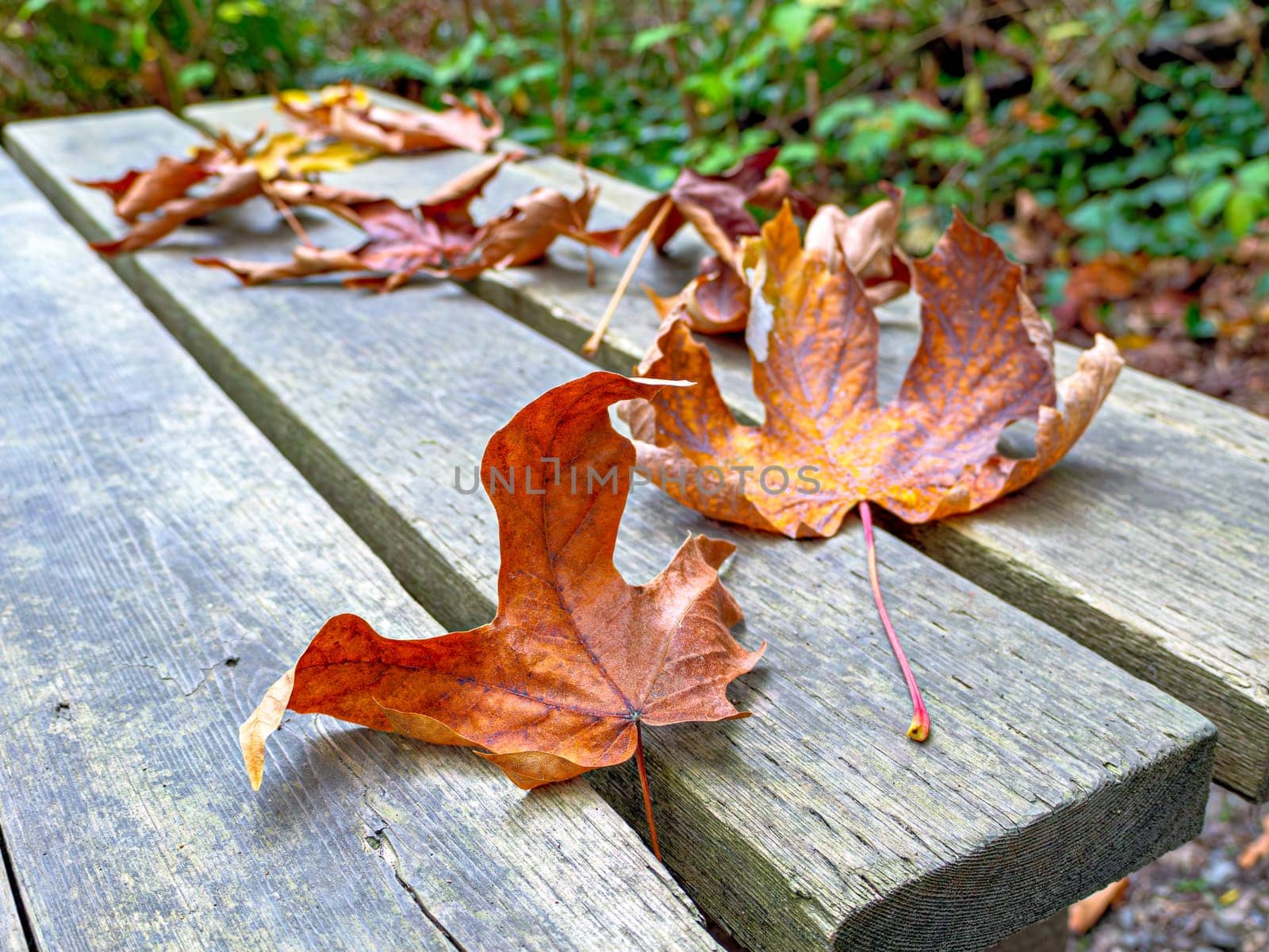 Dried brown leave on a wooden bench in a park.