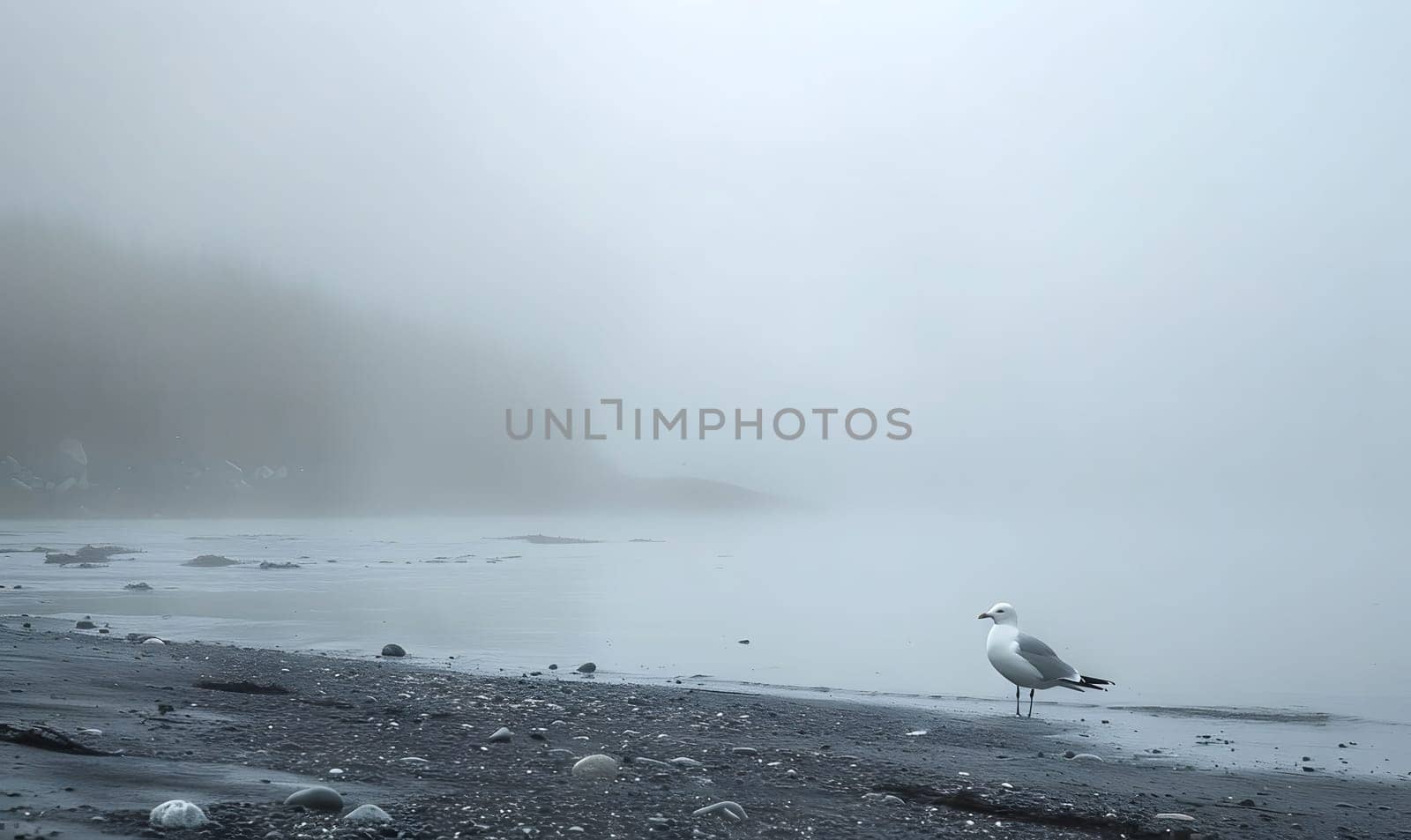 A lone seagull stands on a misty beach, shrouded in fog, with the vast expanse of the ocean disappearing into the distance.