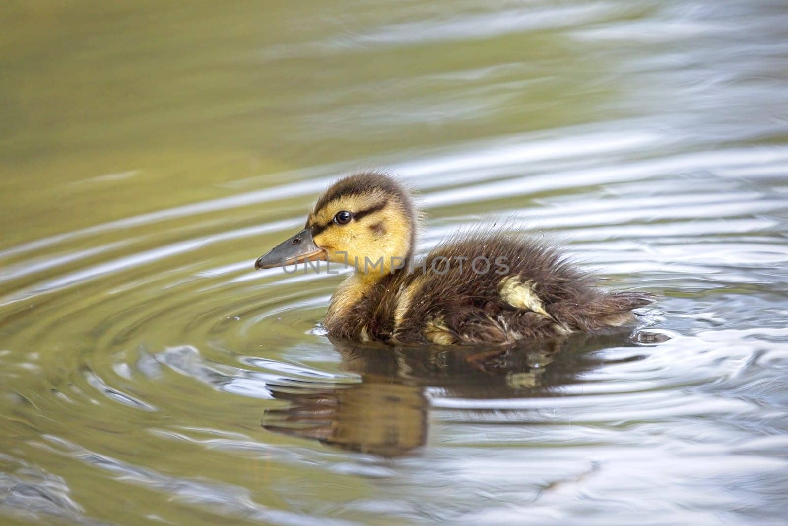 A cute baby duckling swims in the small calm pond at Manito Park in Spokane, Washington.