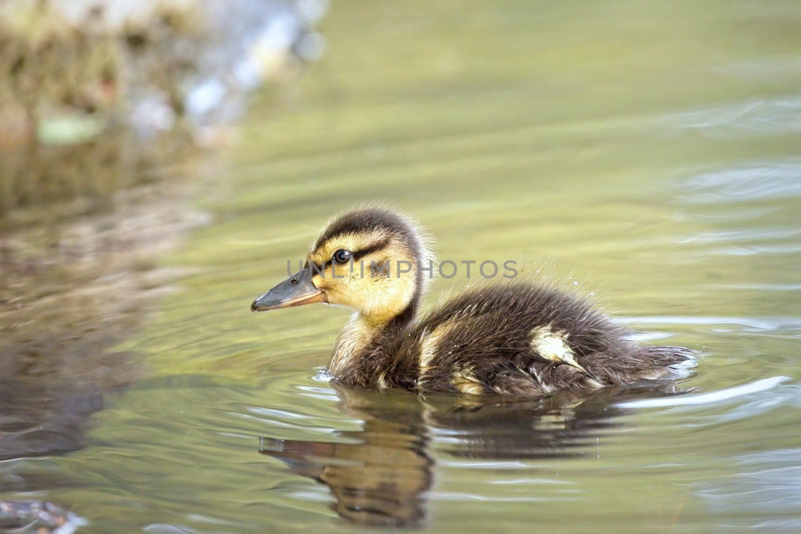 A cute baby duckling swims in the small calm pond at Manito Park in Spokane, Washington.