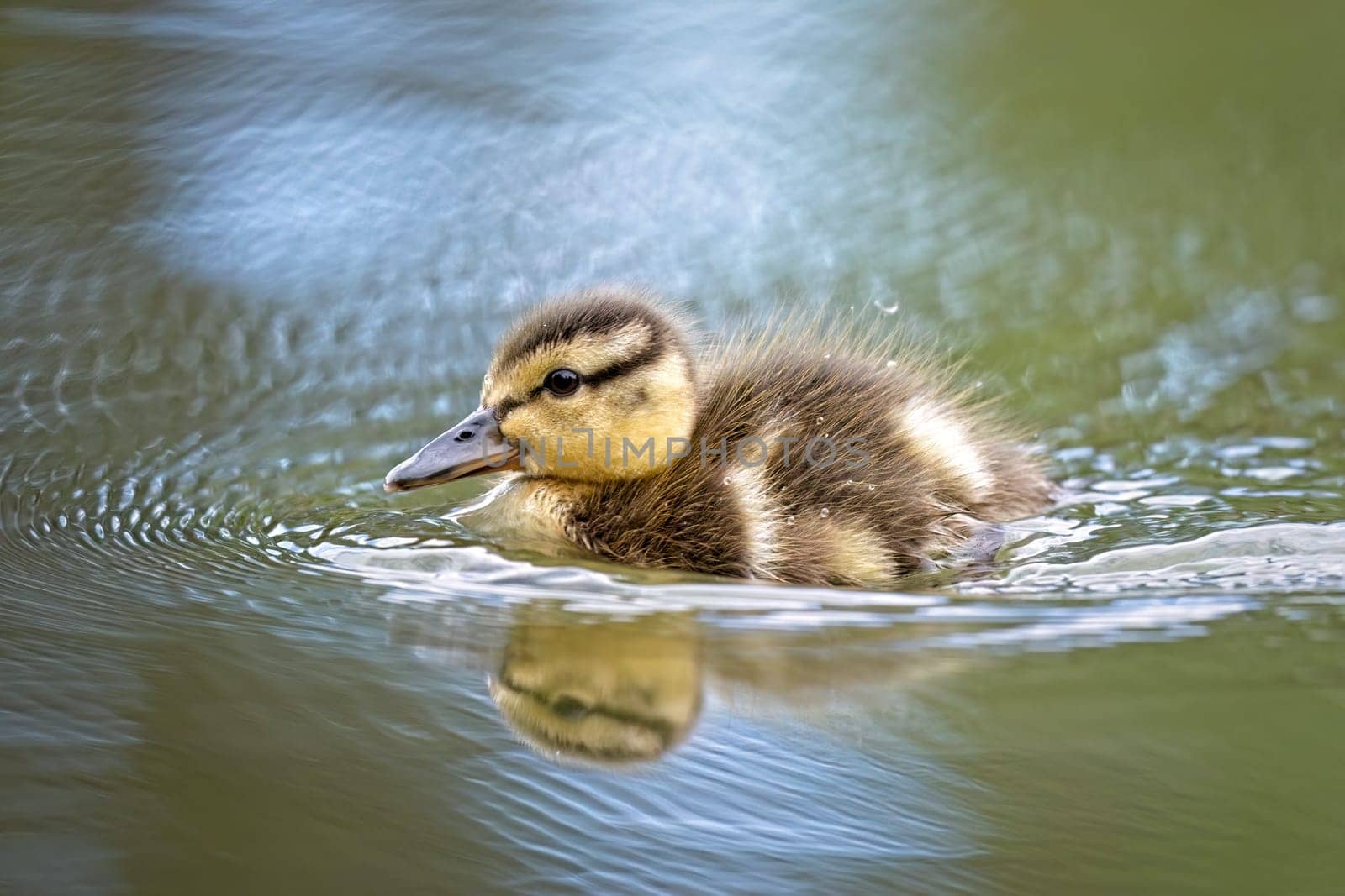 A cute baby duckling swims in the small calm pond at Manito Park in Spokane, Washington.