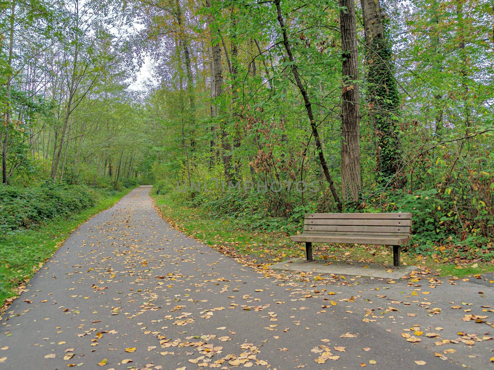 Earlier autumn in the park. Paved pathway with wooden bench on side.