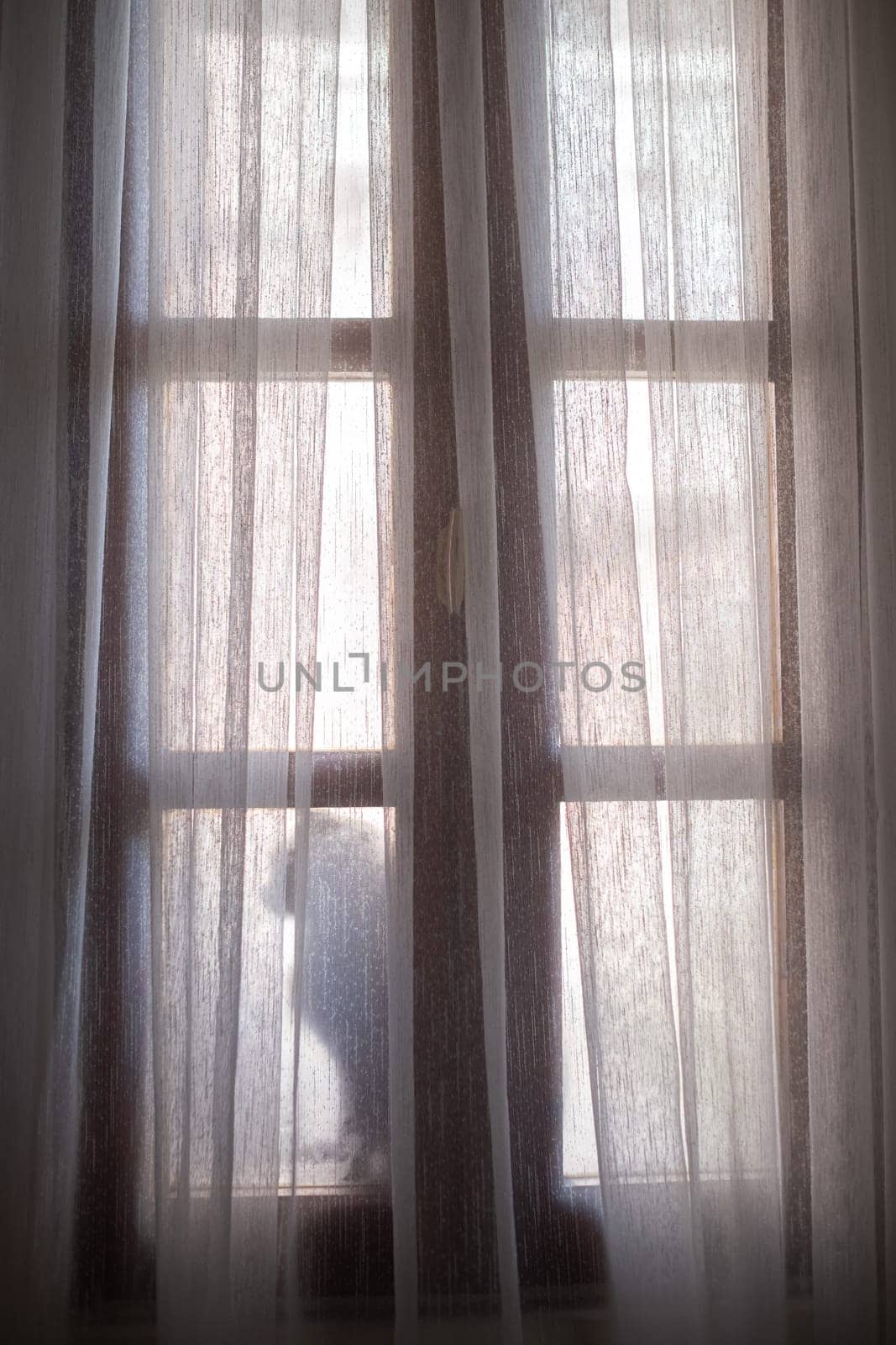 silhouette of a cat sitting on windowsill, early mornings