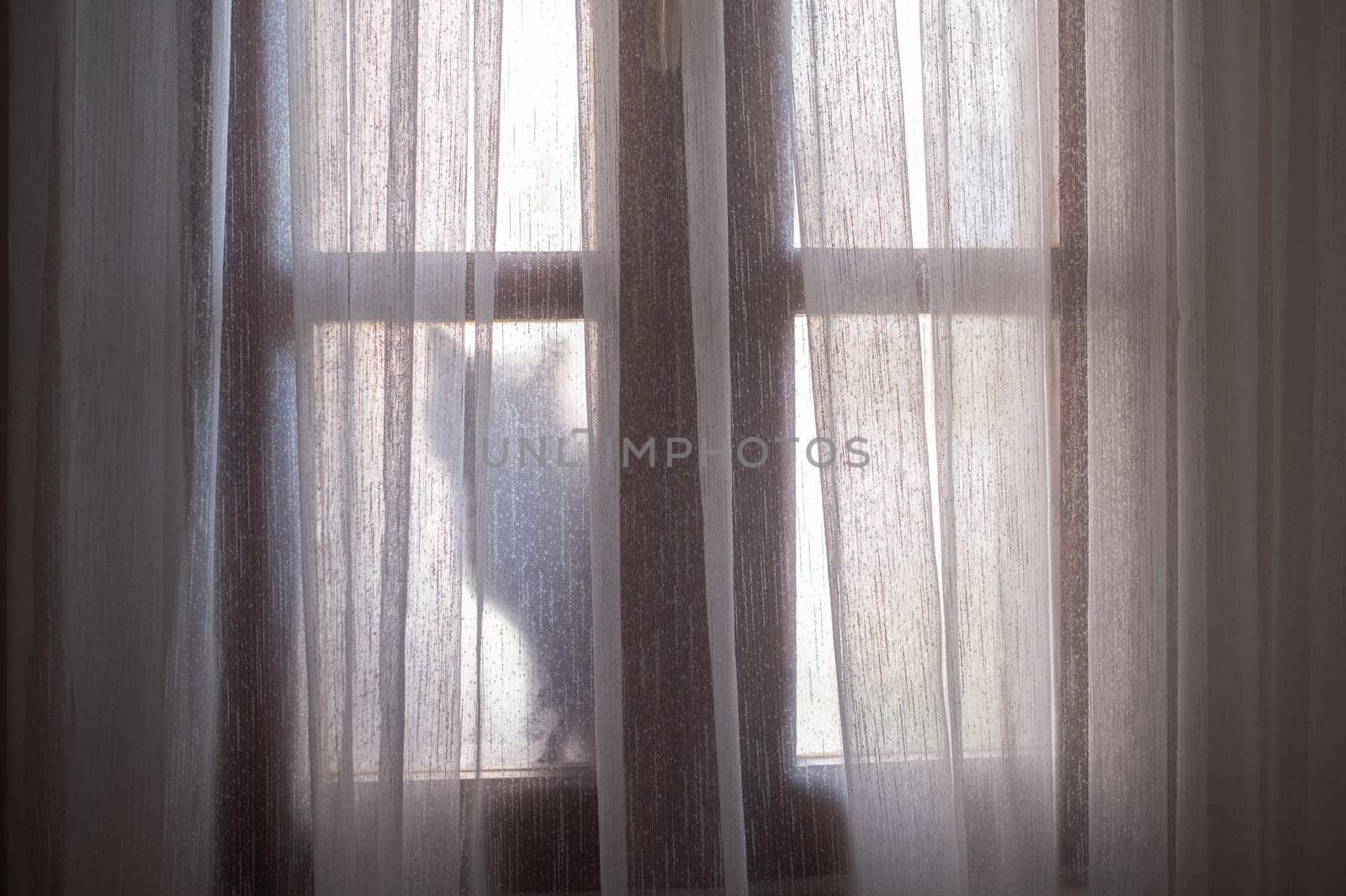 silhouette of a cat sitting on windowsill, early mornings