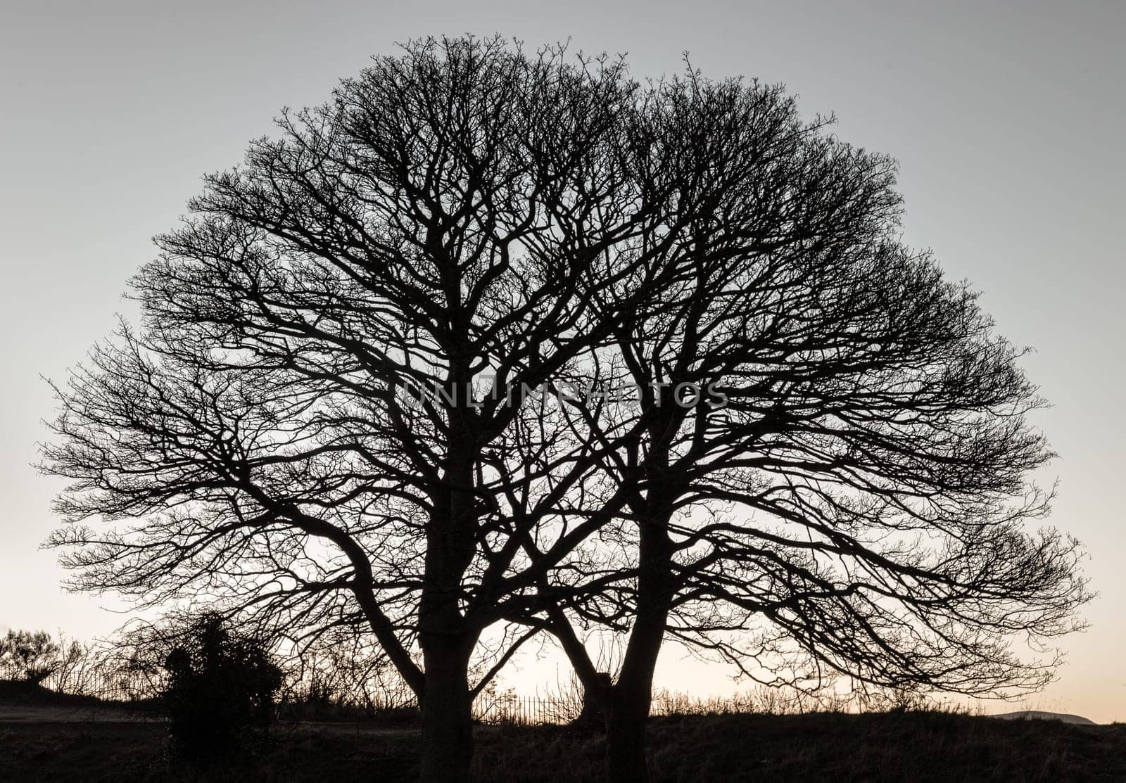 Bare tall trees in winter stands at sunset in sillouette against a cloudy sky of blue. Copy space, Selective focus.