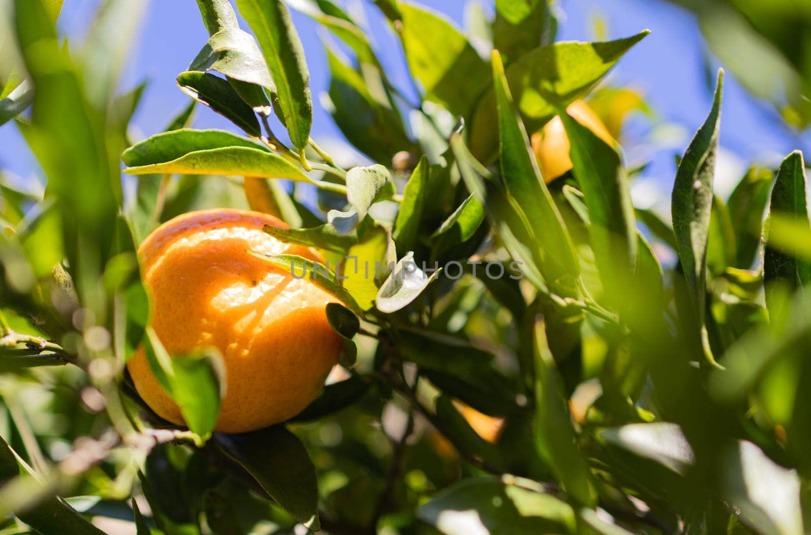 Horizontal close-up of orange tree with green leaves and fresh fruits. Background with fresh and natural orange plant. Wallpaper for natural products, supplements and diets.