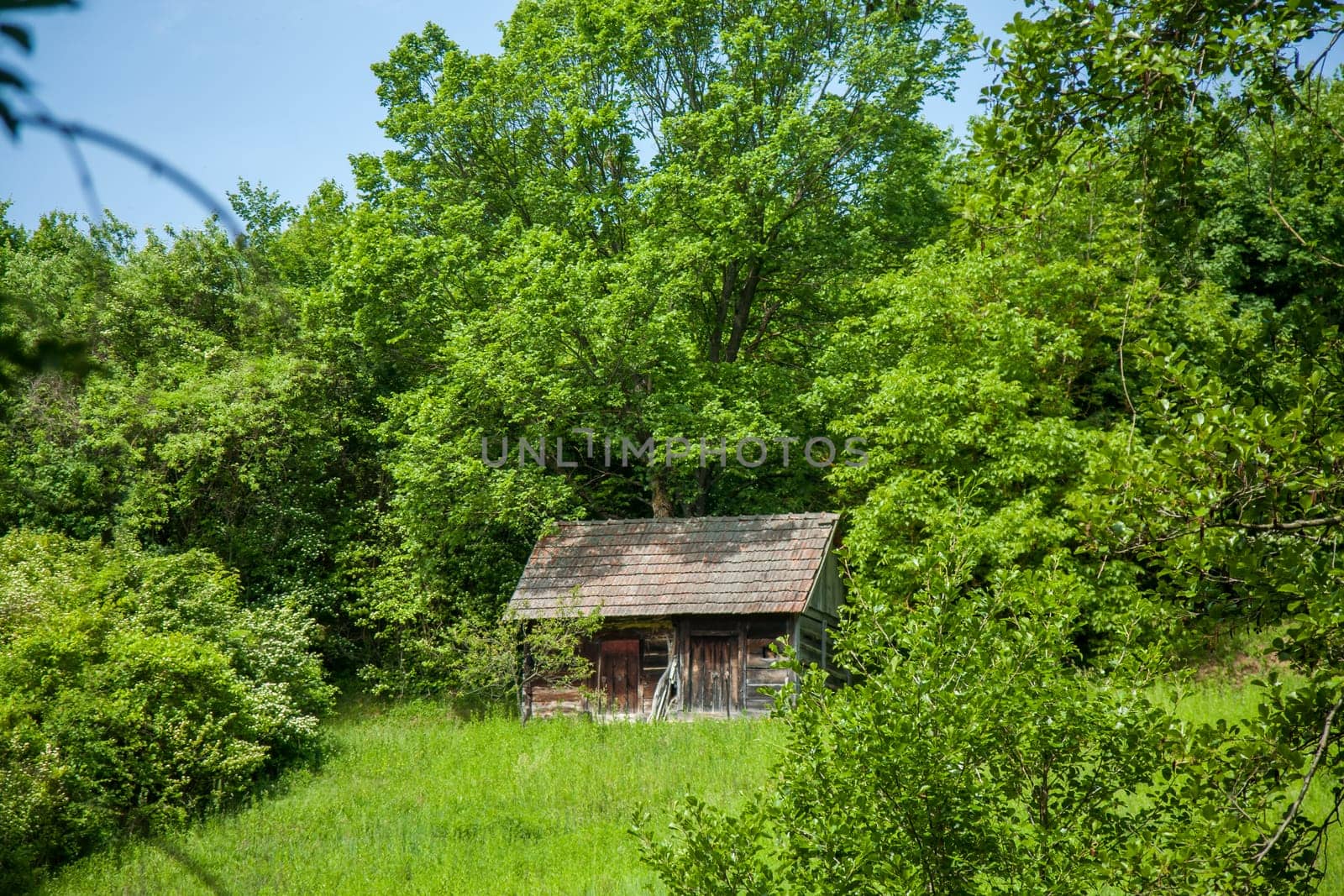 A quaint wooden cabin stands amidst lush green foliage, surrounded by a dense forest, with a serene and rustic ambiance