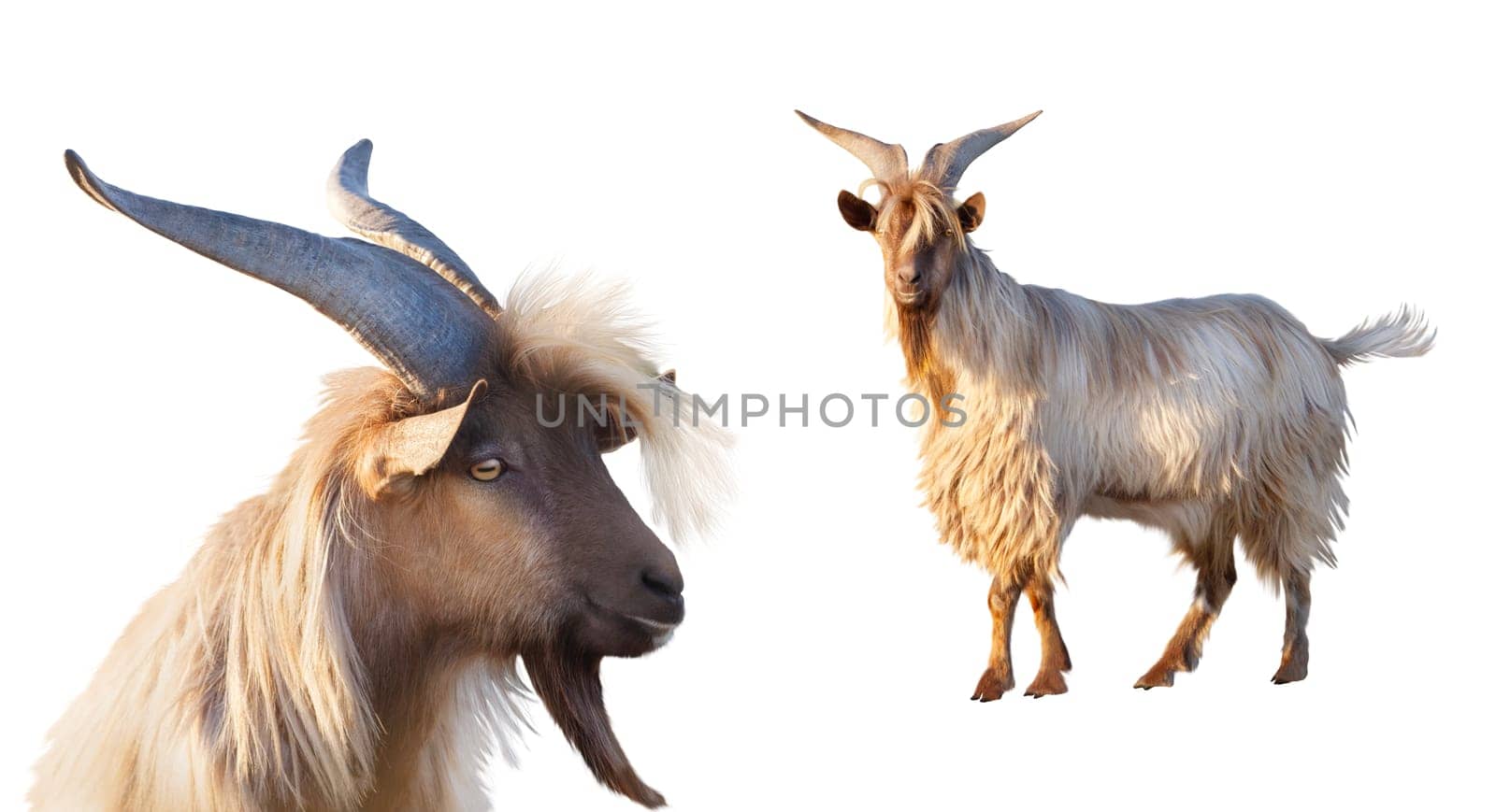 goat with big horns portrait and full length isolated on white background, pet, religion, farm
