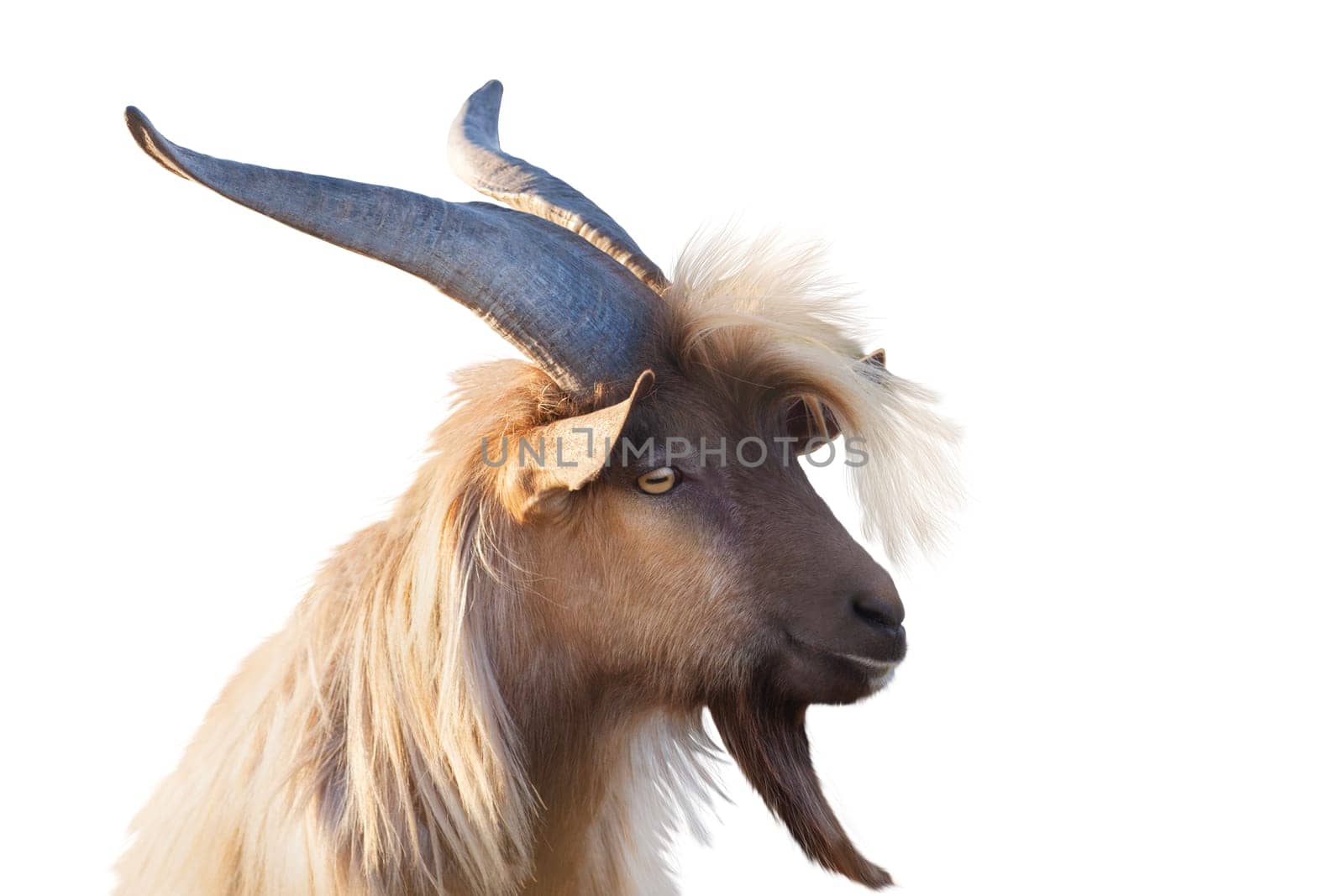 goat with big horns, close-up portrait isolated on white background, pet, religion, farm