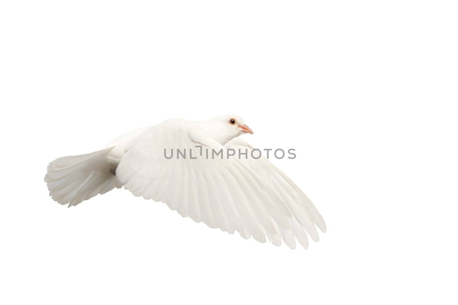 white dove of peace in flight isolated on white background, peace talks, good news