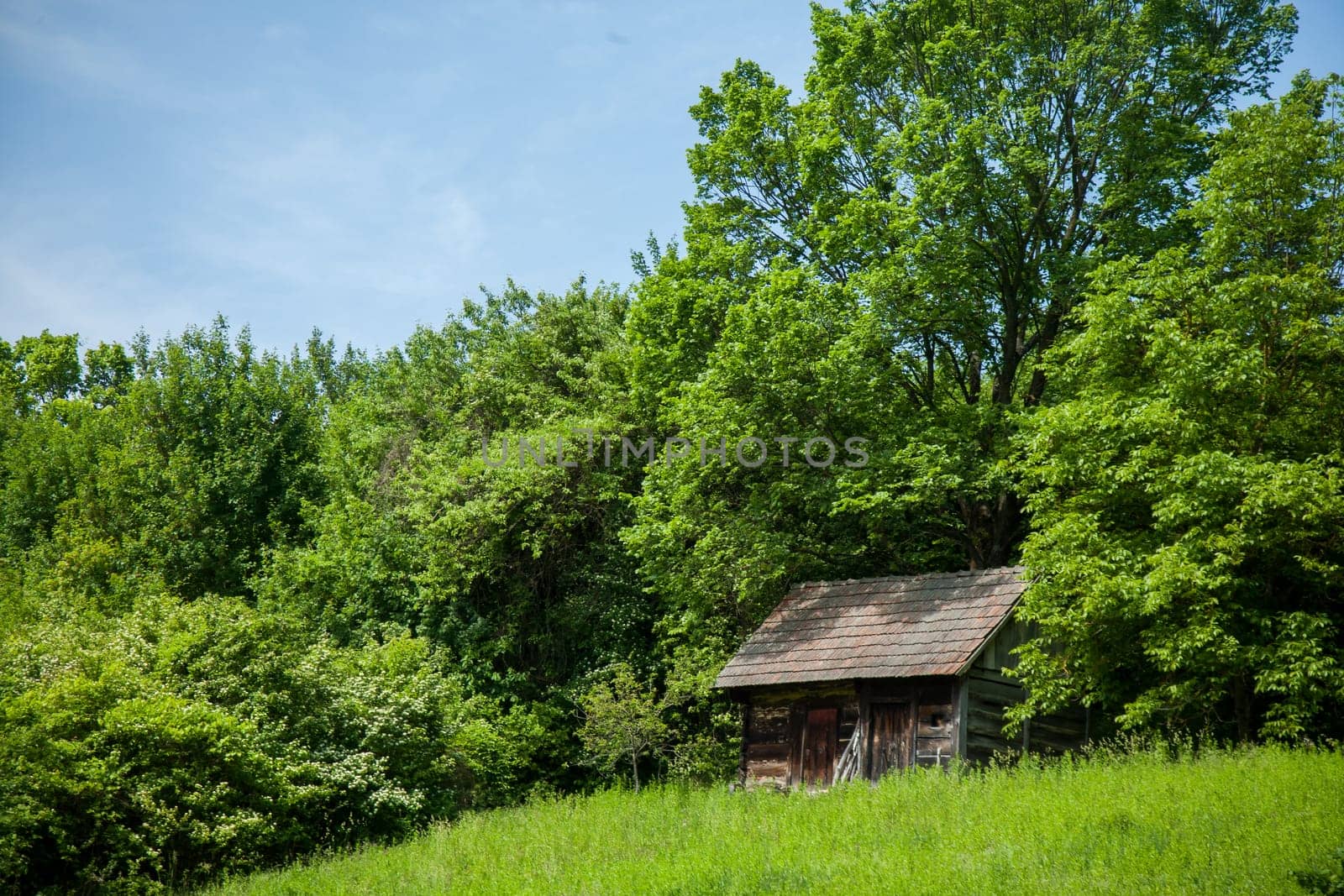 A quaint wooden cabin stands amidst lush green foliage, surrounded by a dense forest, with a serene and rustic ambiance