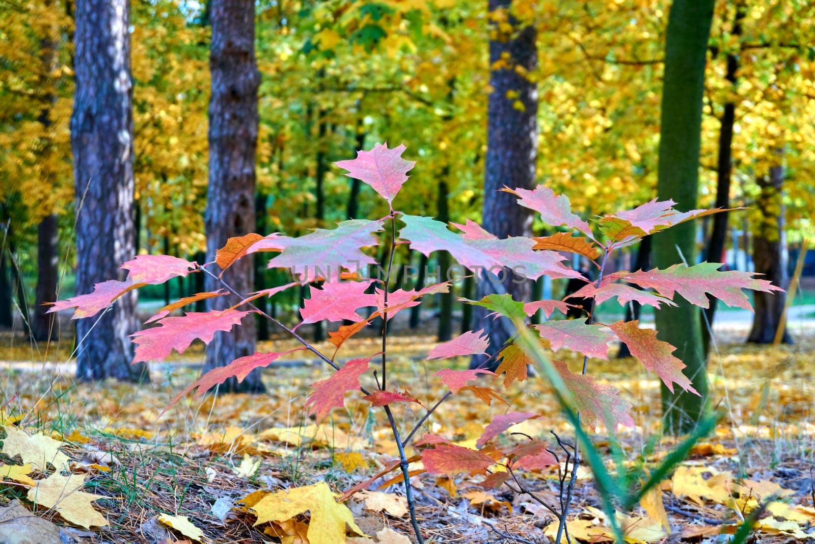 Autumn background of bright red yellow leaves and twigs by jovani68