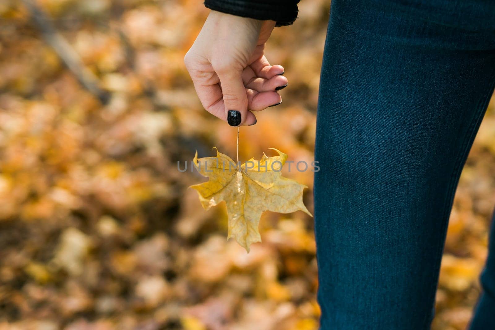 Woman holds yellow oak leaf close-up in hand in fall season copy space - autumn and nature concept by Satura86