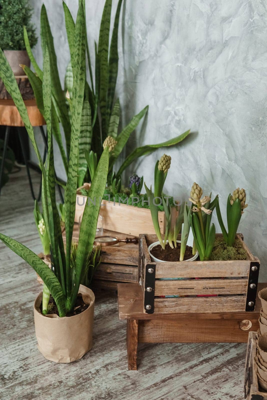 A fragment of the interior with a variety of indoor plants and plaster sculptures. Urban jungle concept. Biophilia design.