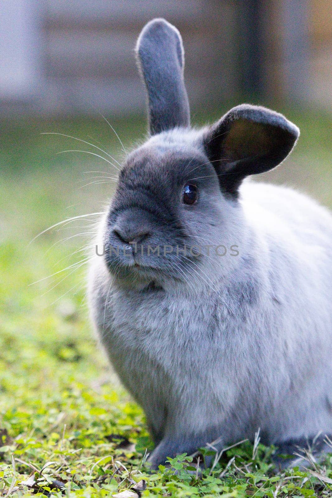 A beautiful lop rabbit against an isolated background of long green grass