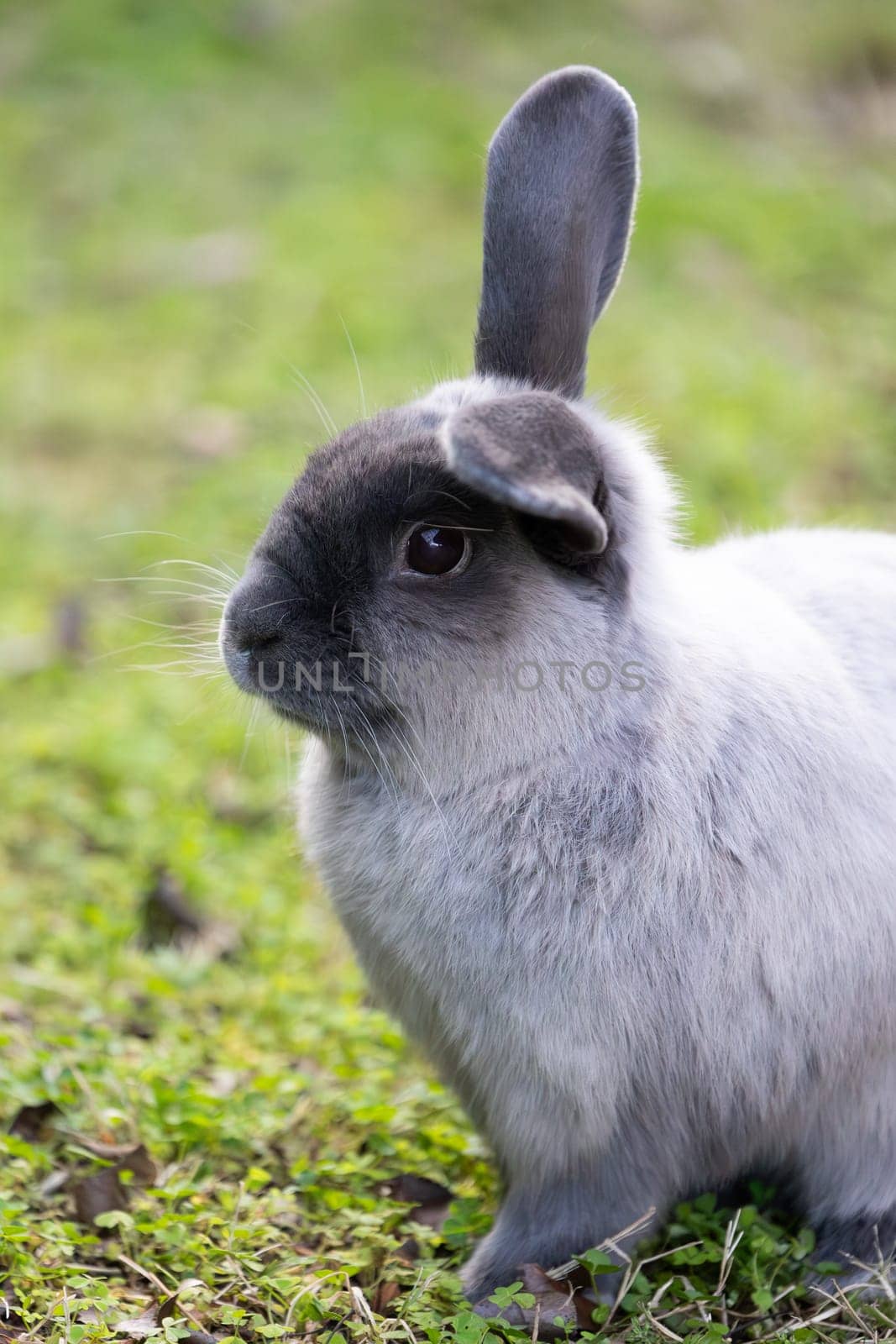 A beautiful lop rabbit against an isolated background of long green grass