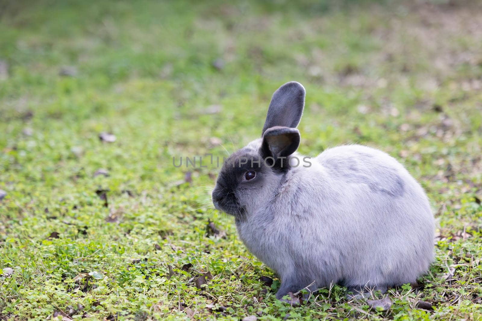 A beautiful lop rabbit against an isolated background of long green grass