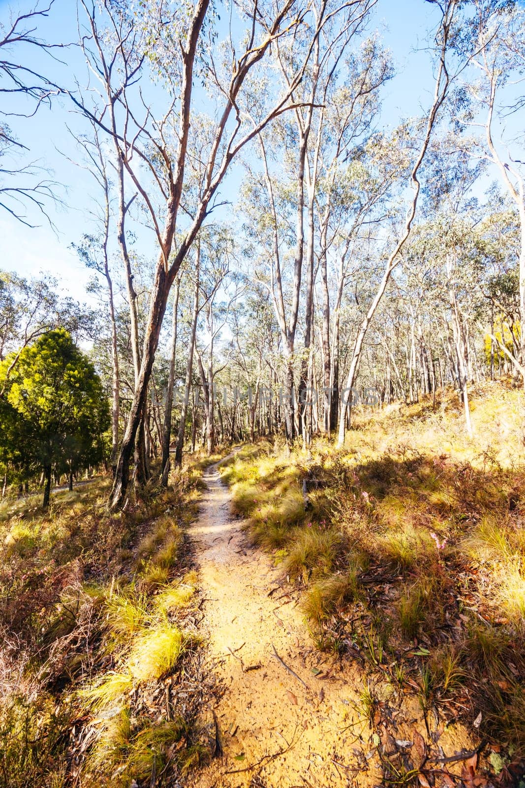 idyllic surroundings around Lerderderg Heritage River Walk on a cool winter's day in western Melbourne in Victoria, Australia