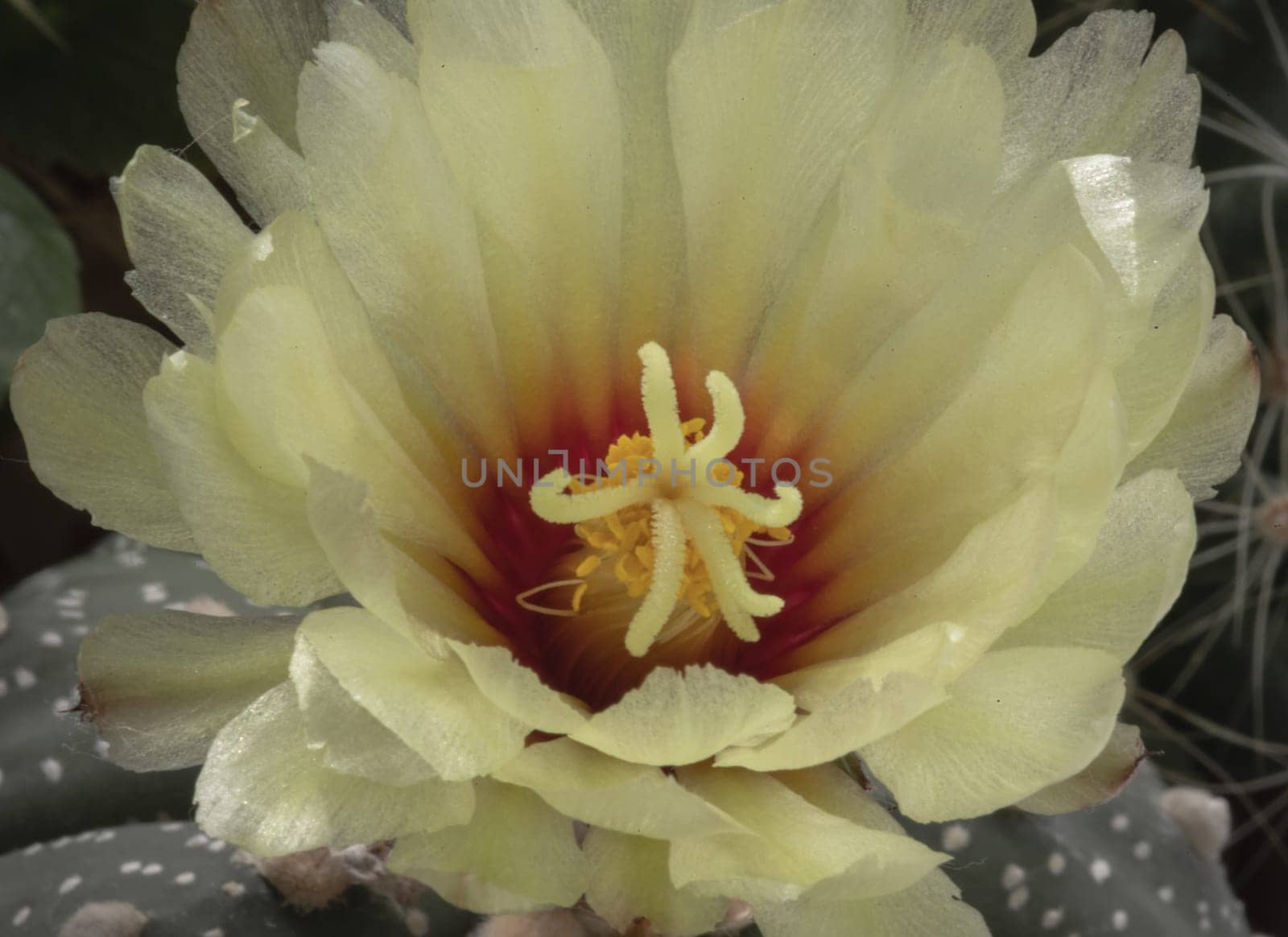 Detail of Yellow flower of Astrophytum asterias (Kabuto cactus) in cactus garden. Cactus flower, Succulent Plant, Space for text, Selective focus.